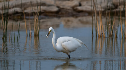 Egret with Fish