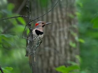 Northern Flicker