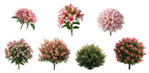 A bush of flowering Calycanthus isolated on a transparent background