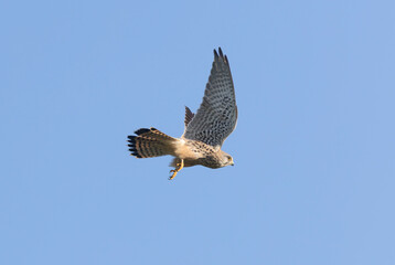 青空を背景に飛翔するチョウゲンボウ