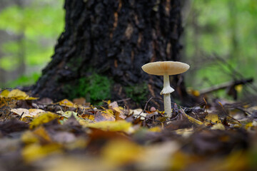 White inedible mushroom with gills growing in a deciduous forest, most likely a grey amanita.
