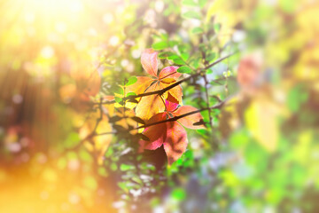 Autumn leaf, colorful autumn leaves lit by sunlight, autumn is coming