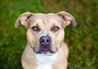 A Pit Bull Terrier mixed breed dog looking up with a serious expression
