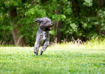 A happy Retriever x Poodle mixed breed dog running outdoors