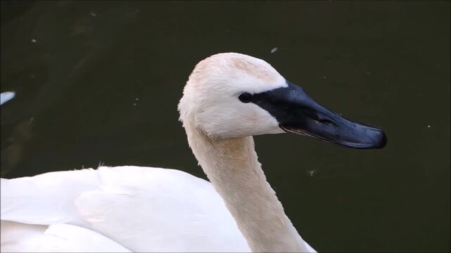 Close up White trumpeter swan head (Cygnus buccinator) swimming in a river, The heaviest living bird native to North America, it is also the largest extant species of waterfowl