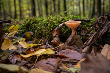 Light orange gilled mushroom growing in a deciduous forest.

