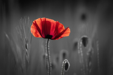 World War remembrance day. Red poppy is symbol of remembrance to those fallen in war 
