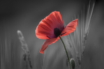 World War remembrance day. Red poppy is symbol of remembrance to those fallen in war 

