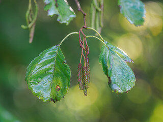 Cone-like fruiting bodies with wet green alder leaves on a branch outdoors.
