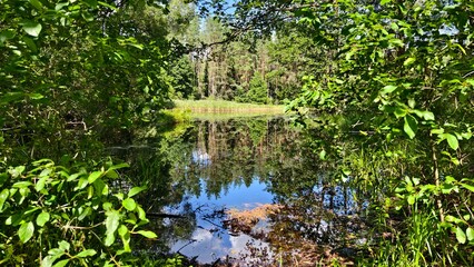 Alders and pines grow on the grassy shores of the algae-covered lake. The branches bend over the water. Reeds grow in the water. Sunny summer weather and blue sky