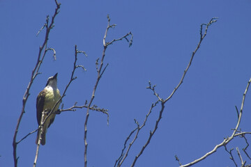 Benteveo, Pitangus Sulphuratus from San Miguel Lake, Tucumán, Argentina