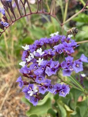 bee on lavender
