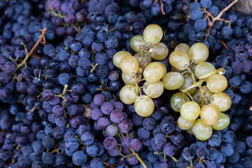 top view of grapes in a basket