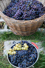 top view of grapes in a basket