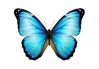 Obraz premium Isolated Blue Morpho butterfly with open wings , Butterfly Isolated on White 