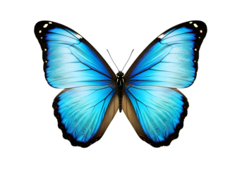 Isolated Blue Morpho butterfly with open wings ,  Butterfly Isolated on White 
