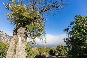 Large tree with a trunk that is twisted and gnarled