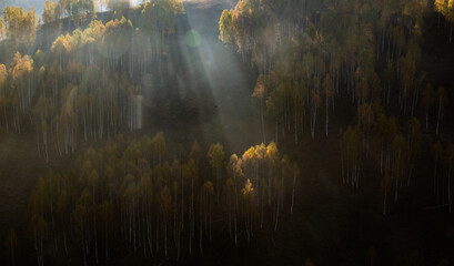 Fototapeta premium amazing autumn landscape with colorful trees