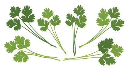 Fresh cilantro sprigs add a vibrant and flavorful touch to your culinary creations, perfect for adding aroma and zest to any meal