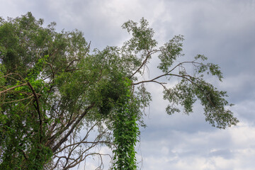 Fototapeta premium Tree with a large branch that has a bunch of vines growing out of it