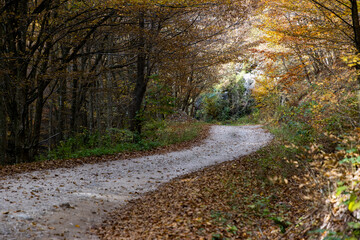 Fototapeta premium amazing autumn landscape with colorful trees