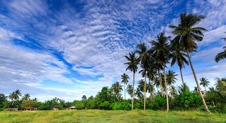 Obraz premium Field of palm trees with a clear blue sky in the background