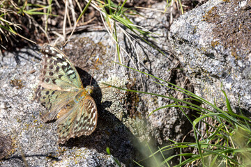 Beautiful Argynnis Pandora butterfly resting on a rock in natural habitat, close-up view showcasing vibrant wing patterns