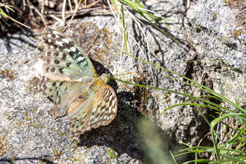 Beautiful Argynnis Pandora butterfly resting on a rock in natural habitat, close-up view showcasing vibrant wing patterns