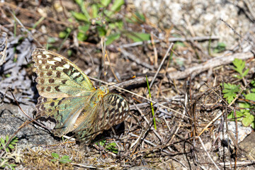 Beautiful Argynnis Pandora butterfly resting on a rock in natural habitat, close-up view showcasing vibrant wing patterns