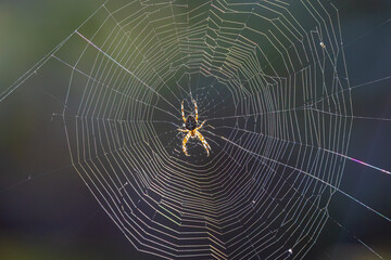 Close-up of a garden web spider in its intricate net illuminated by backlighting, showcasing detailed silk threads
