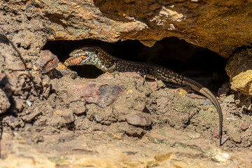 Close-up of a wall lizard with prey inside a small cave, showcasing natural wildlife behavior, detailed scales, and rocky habitat