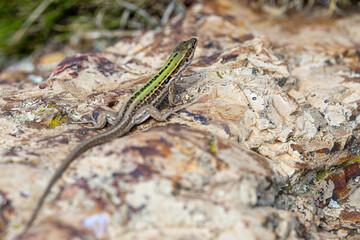 Close-up of a Ruin Lizard - Podarcis siculus - Sitting Calmly on a Weathered Rock in Natural Habitat