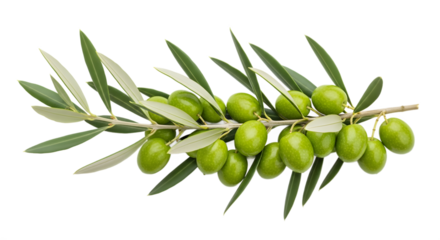 Isolated Olive Branch