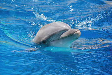 A Bottlenose Dolphin swimming at a nature reserve.