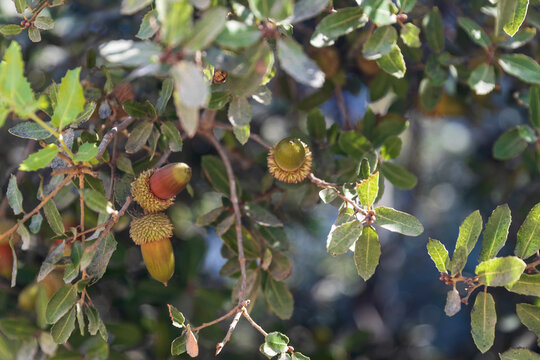 Close-up of green and reddish acorns still attached to the branches of a healthy oak tree with waxy green leaves, seen in natural sunlight. kermes oak or commonly known as Palestine oak