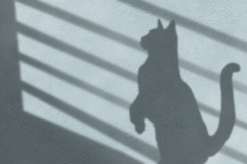 Abstract Pink Liquid Wave Motion Background | Gradient Flow Animation | 4K Loop