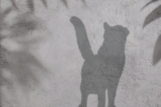 Abstract Pink Liquid Wave Motion Background | Gradient Flow Animation | 4K Loop