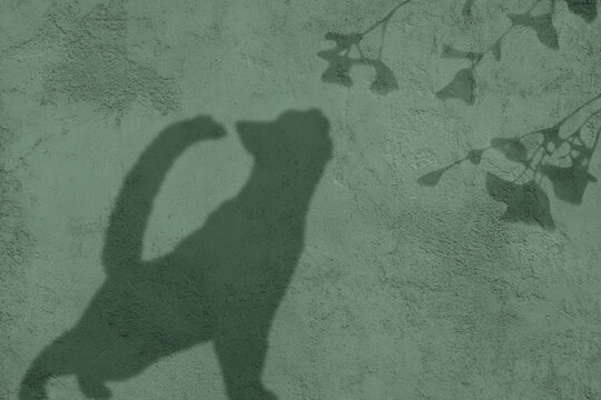 Abstract Pink Liquid Wave Motion Background | Gradient Flow Animation | 4K Loop - Powered by Adobe