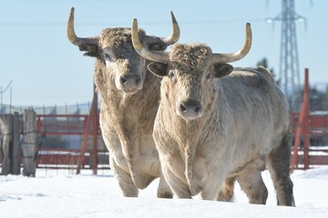 toros blancos negros y marrones en el campo 