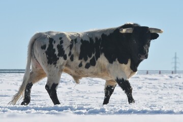 toros blancos negros y marrones en el campo 