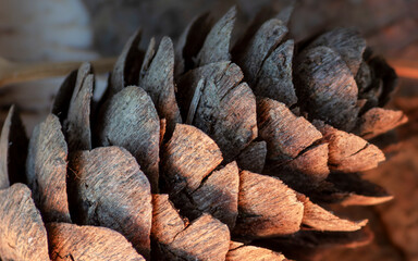 Macro detail of a pine cone