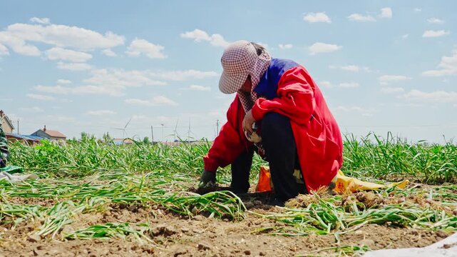 Farmers harvesting single-clove garlic outdoors in the countryside