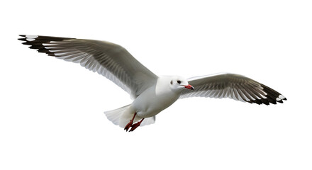 Isolated seagull ,  seagull isolated on white 