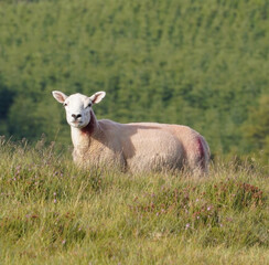 A sheep in the mourne mountains, with Tollymore Forrest in the background. 
