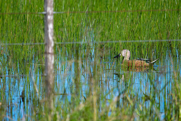 Mallard swimming on the flooded field , in Argentina