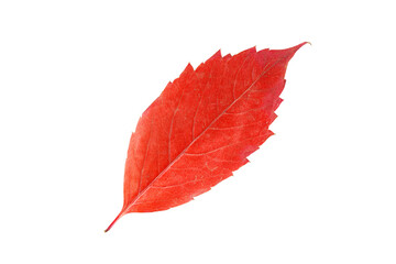 Bright red autumn leaf isolated on white background, minimalist botanical concept