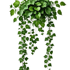 Lush green ivy, cascading down. Nature's elegance, on a black background