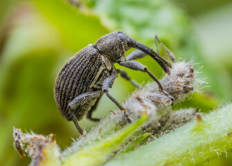 Macro Shot of Weevil on Plant Stem