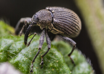 Macro Shot of Weevil on Leaf © Isakau