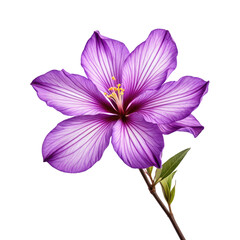 Close-up vibrant purple flower with detailed petals and stem on a black backdrop